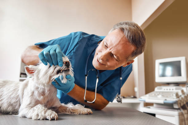 Best Same-Day Emergency Dental Services in Trezevant, TN